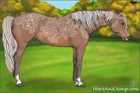 Horse Color:Silver Bay Ice Sabino 