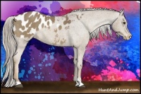 Horse Color:Chocolate Palomino Sabino Appaloosa