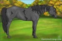 Horse Color:Black Ice 