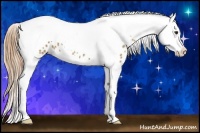 Horse Color:Red Dun Splash Tobiano Appaloosa