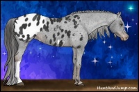 Horse Color:Liver Chestnut Appaloosa 