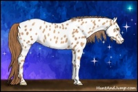 Horse Color:Gold Champagne Appaloosa 