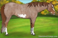 Horse Color:Red Roan Splash Frame Rabicano