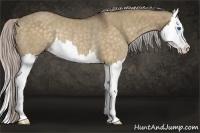 Horse Color:Silver Bay Dun Splash Rabicano 