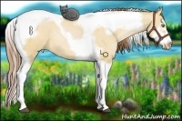 Horse Color:Bay Pearl Dun Splash Tobiano Frame Rabicano 