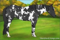 Horse Color:White Spotted Black