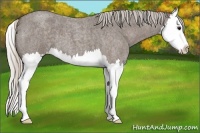 Horse Color:Silver Blue Roan Splash 