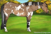Horse Color:White Spotted Bay Dun