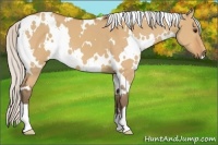 Horse Color:White Spotted Silver Bay Dun 