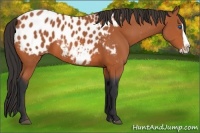 Horse Color:Bay Splash Appaloosa