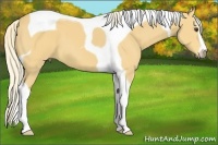 Horse Color:Palomino Sabino Tobiano 