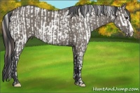Horse Color:Slate Grullo Sabino Splash Appaloosa  and Slate Grullo Splash Rabicano 