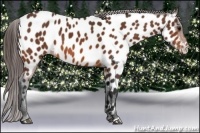 Horse Color:Bay Near Leopard 