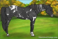 Horse Color:White Spotted Black Sabino Varnish 