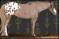 Horse Color:Chestnut Blanket Rabicano 