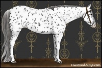 Horse Color:White Spotted Black Near Leopard 