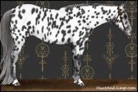 Horse Color:Black Near Leopard 