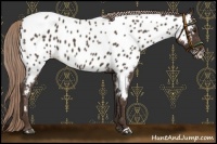 Horse Color:Liver Chestnut Appaloosa