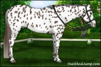 Horse Color:Liver Chestnut Frame Appaloosa