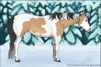 Horse Color:Buckskin Splash Tobiano 
