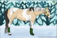 Horse Color:Buckskin Roan Dun Splash Tobiano