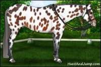 Horse Color:Bay Appaloosa
