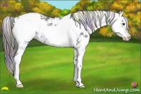 Horse Color:Nacre Black Sabino 