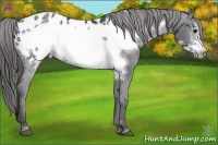 Horse Color:Black Ice Frame Appaloosa 