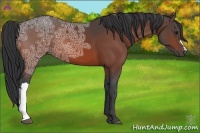 Horse Color:Bay Ice 