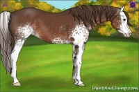 Horse Color:White Spotted Liver Chestnut Splash 