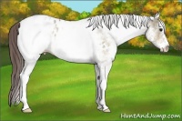 Horse Color:White Spotted Bay Dun Appaloosa
