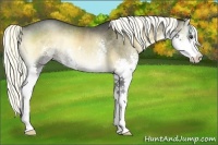 Horse Color:Liver Red Onyx Splash Rabicano