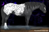 Horse Color:Black Appaloosa