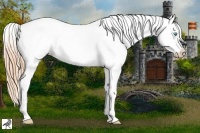 Horse Color:Buckskin Roan Pearl Appaloosa and Buckskin Roan Pearl Appaloosa Rabicano