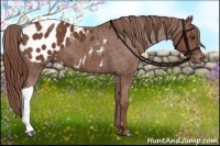 Horse Color:Chestnut Appaloosa