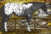 Horse Color:Black Appaloosa 