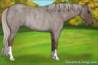 Horse Color:Silver Blue Roan Rabicano