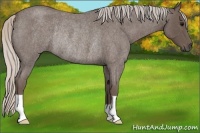 Horse Color:Silver Blue Roan Rabicano 