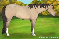 Horse Color:Amber Cream Champagne Roan