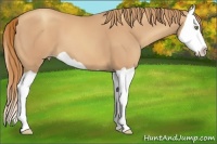 Horse Color:Gold Champagne Splash