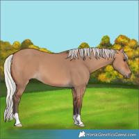 Horse Color:Silver Bay Dun 