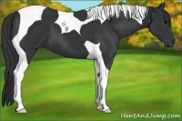 Horse Color:Black Tobiano 