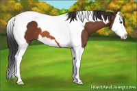 Horse Color:Bay Splash Tobiano