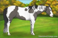 Horse Color:Grullo Splash Tobiano