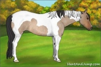Horse Color:Bay Roan Dun Tobiano