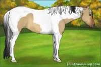 Horse Color:Bay Dun Tobiano