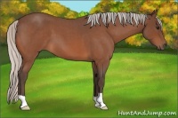 Horse Color:Silver Bay Roan 