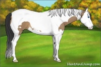 Horse Color:Bay Dun Splash Tobiano