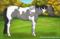 Horse Color:Grullo Roan Tobiano