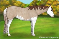 Horse Color:Red Dun Roan Splash